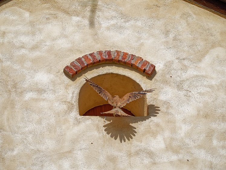 Kestel in the Vosges